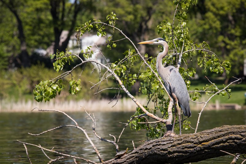 A Great Heron
