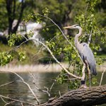 A Great Heron